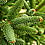 Pinsapo